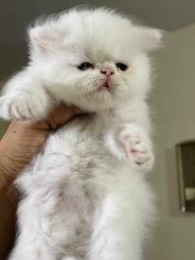 oad eyes  piki kitten available for sale contact 03095561812