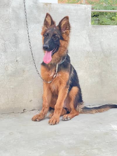 Triple coat |Long coat| Female puppy |Top Quality|Vaccinated|non ped|