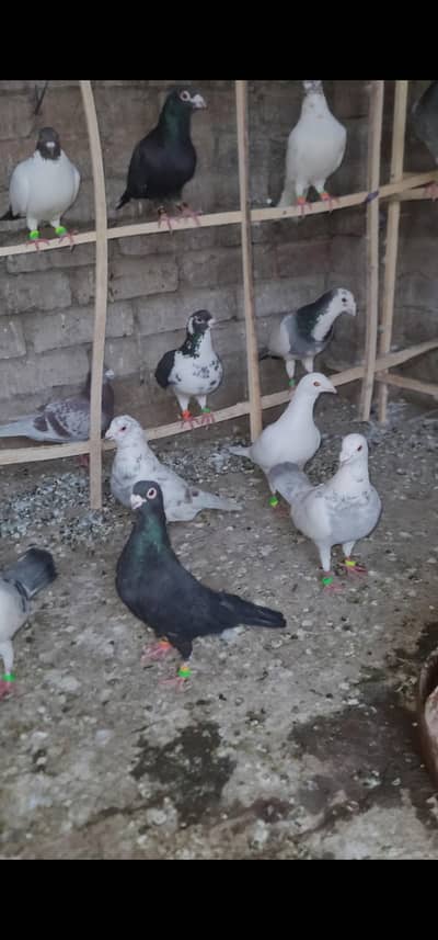 For sell All pegion Pairs 03119067660 only watsap