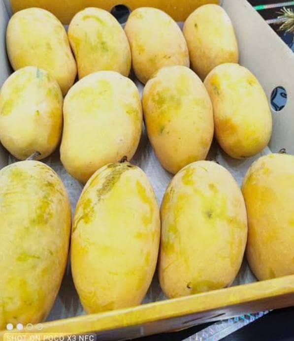 Mango 1