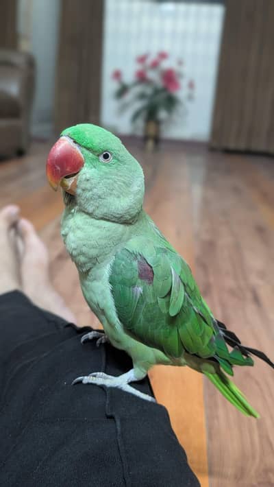 Healthy Green Parrot for Sale – Active & Beautiful
