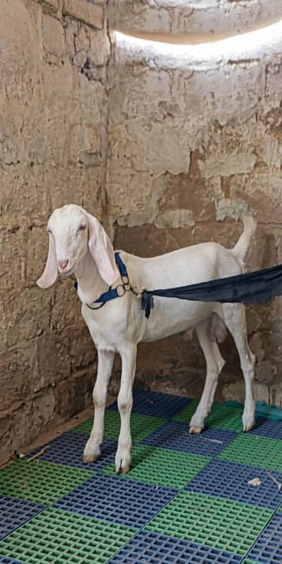 Pure Gulabi Rajanpuri Male Breeder Quality