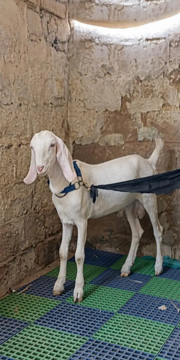 Pure Gulabi Rajanpuri Male Breeder Quality