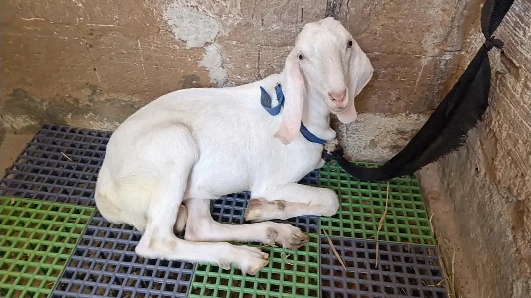 Pure Gulabi Rajanpuri Male Breeder Quality — photo 2