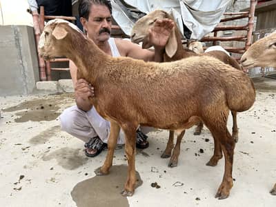 Turkish sheep’s fat tails