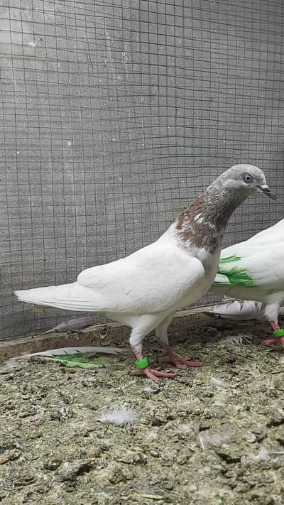 indian lakha breeder pair for sale.