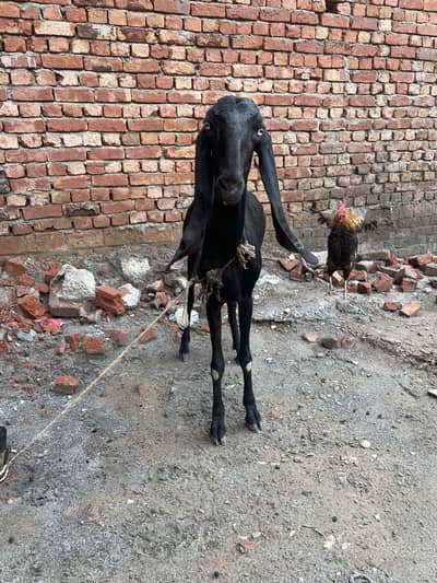 Bital bakri goat desi