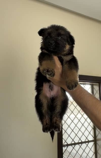 German Shepherd Puppies Available – Black & Black/Tan