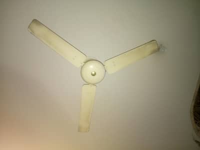 Royal fan