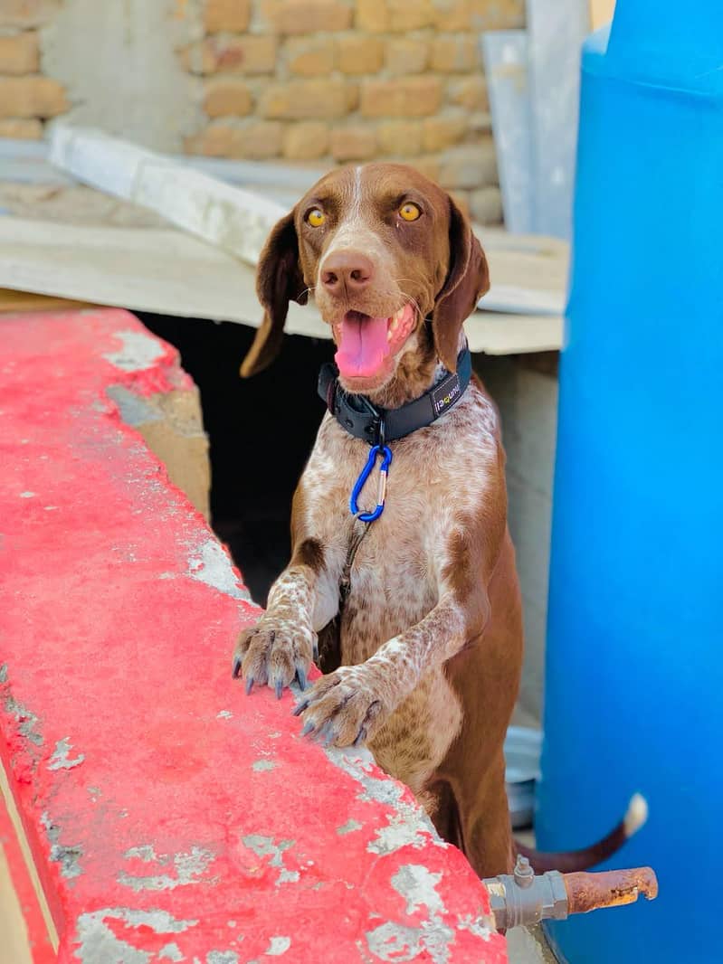 pointer female 0
