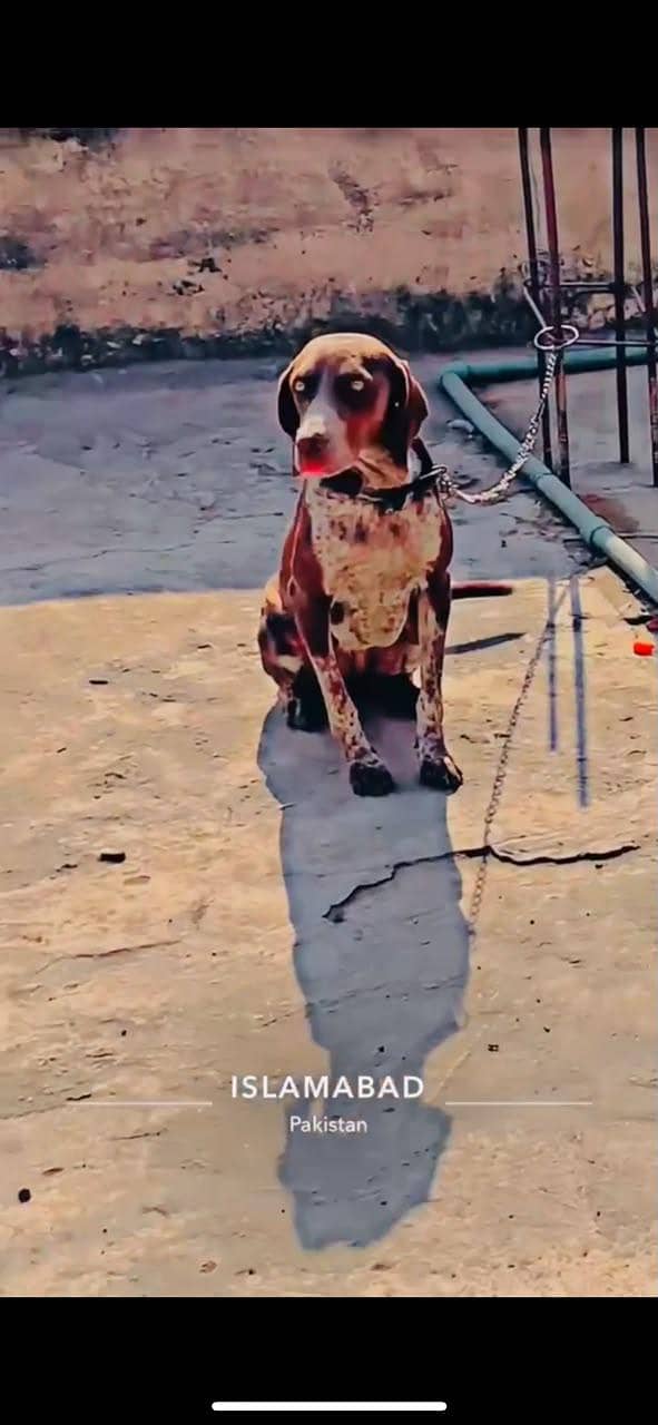 pointer female 1