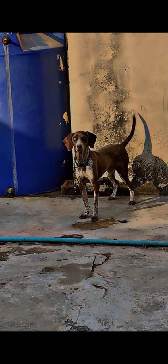 pointer female 2