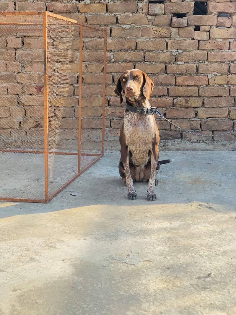 pointer female 3