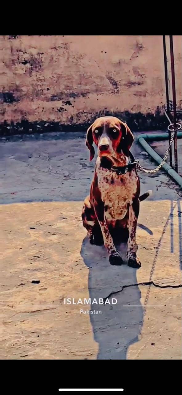 pointer female 4