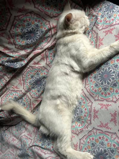 Persian cat