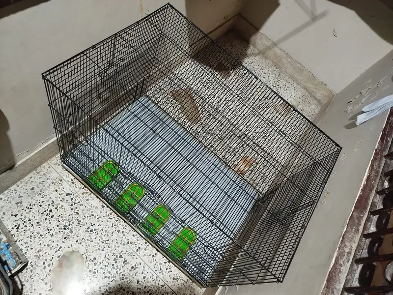 Bird Cage | Size 3ft x 2ft | Condition 10/10 — photo 3