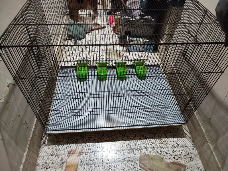 Bird Cage | Size 3ft x 2ft | Condition 10/10 — photo 6