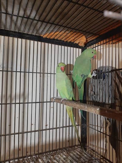 2 female