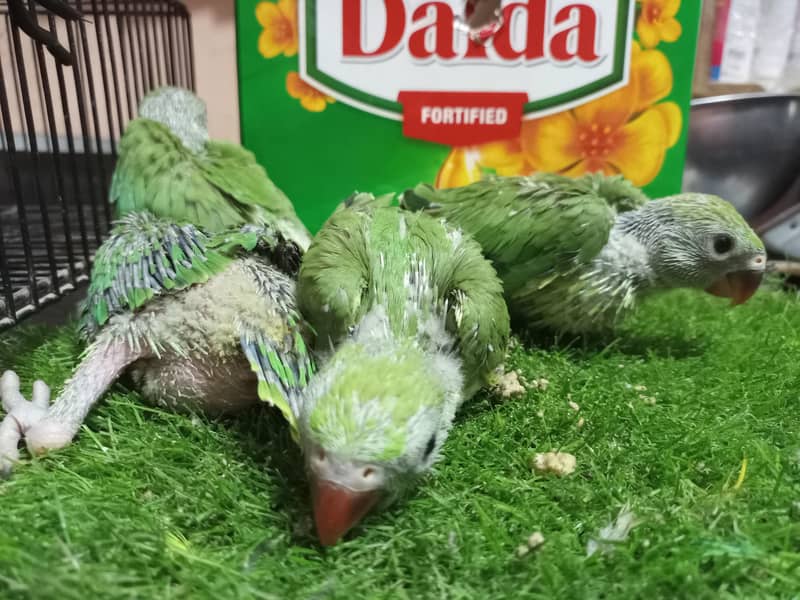 Ringneck chicks 0