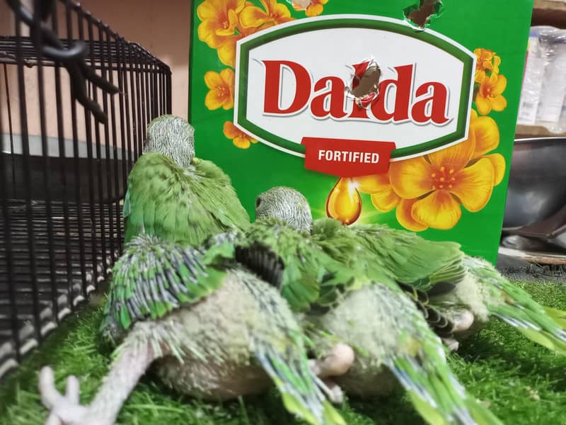 Ringneck chicks 1