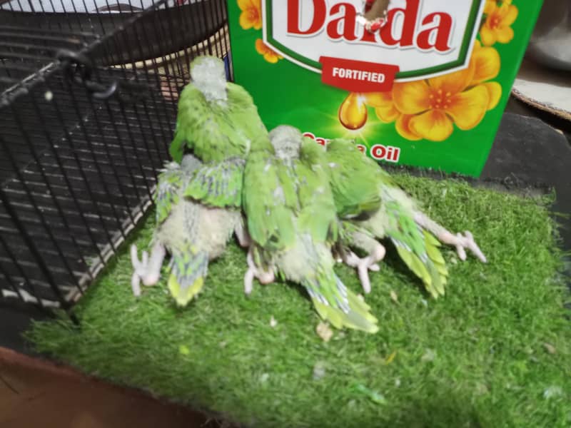 Ringneck chicks 2
