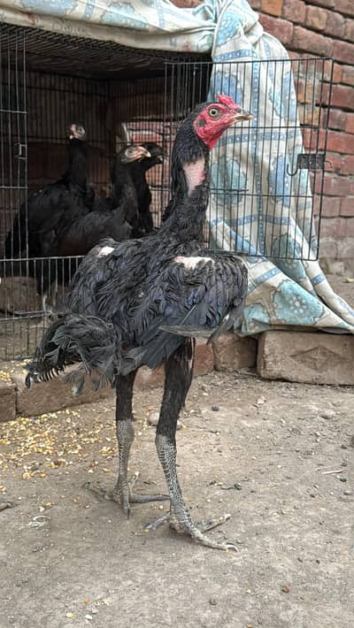 Black Dragon Chicks