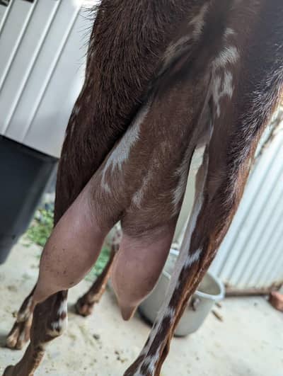Bakri Makki chini Goat