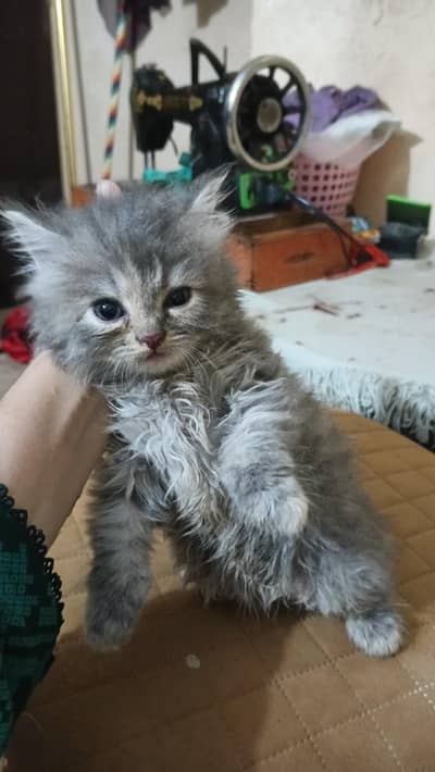 Persian cats