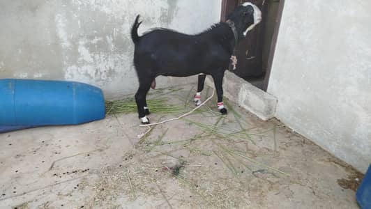Bakra