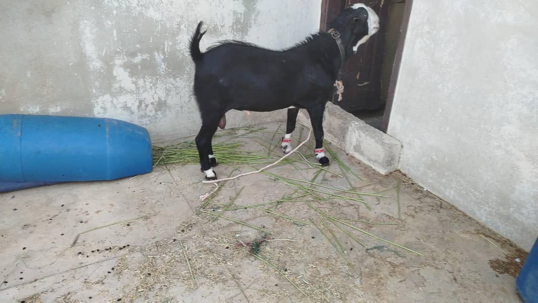 Bakra 0