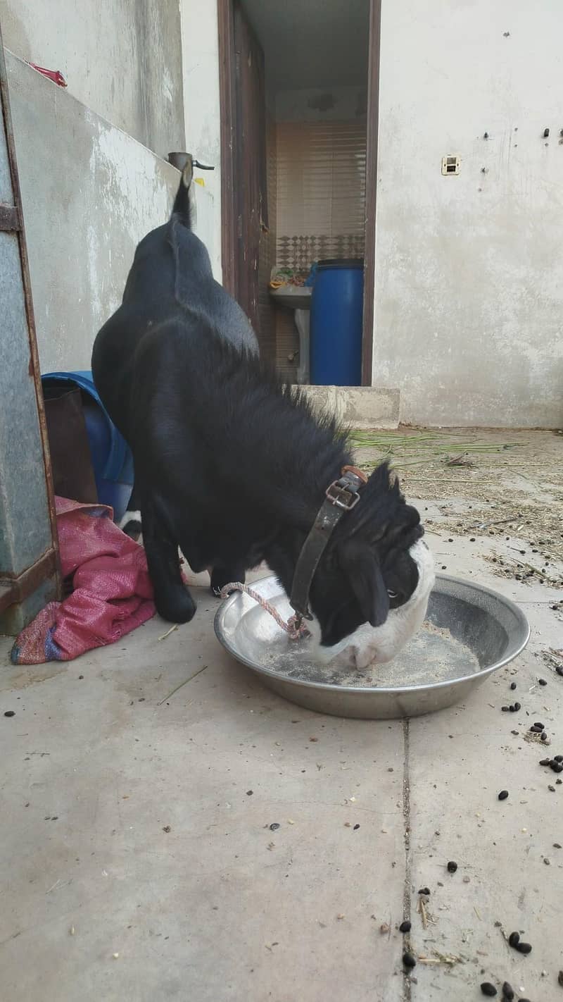 Bakra 1