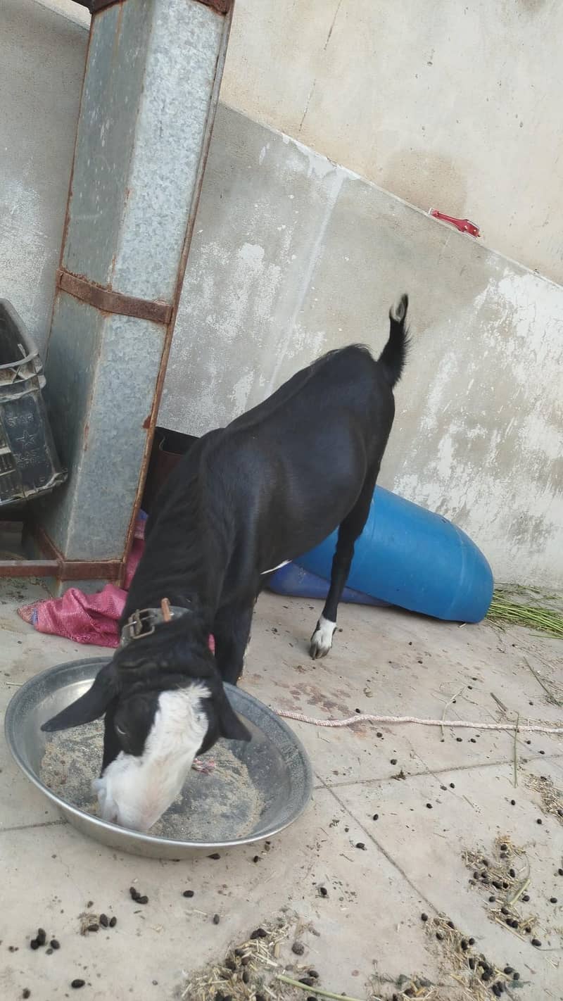 Bakra 2