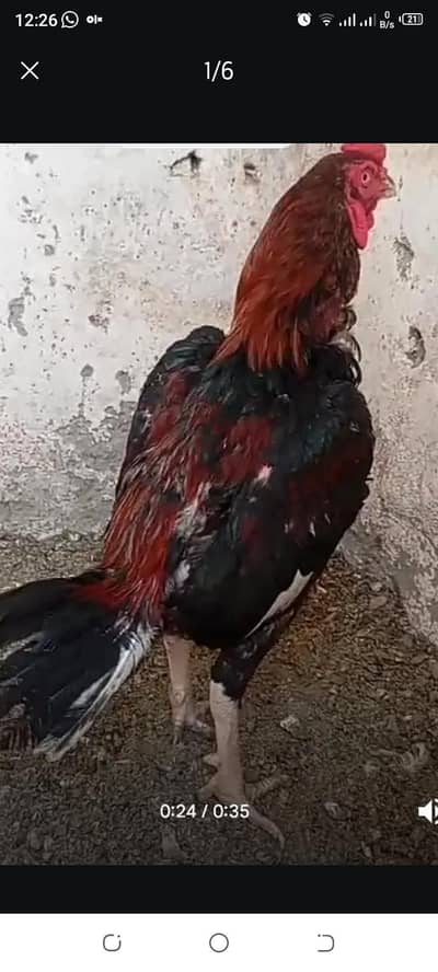 pure assel murga red color mobile number 03024453110
