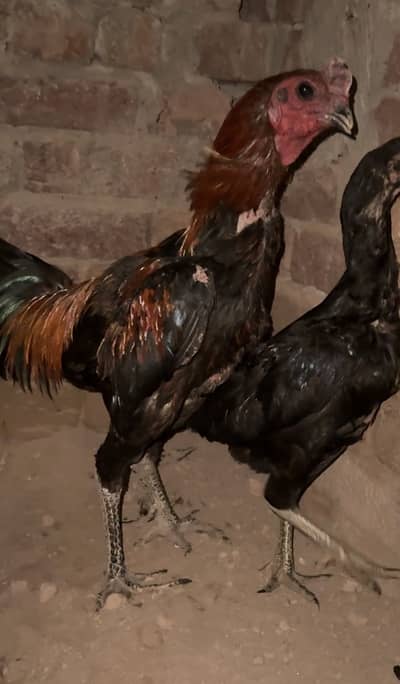 Dragon black  thai chicks