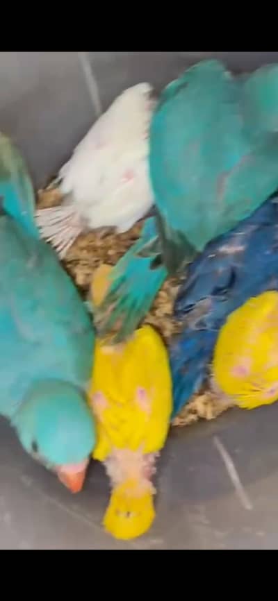 yellow chiks