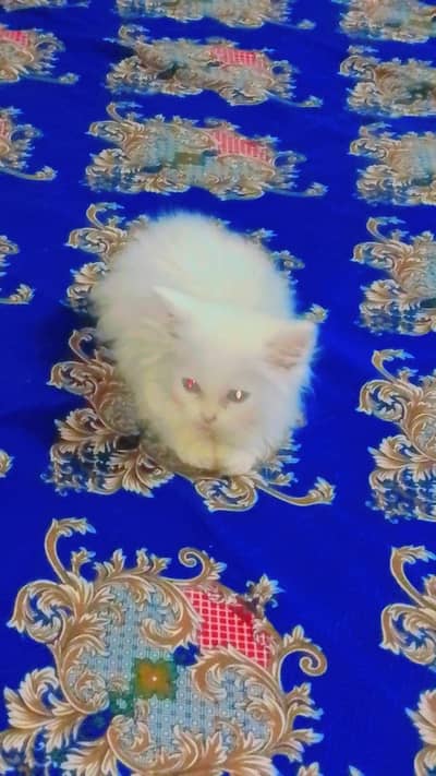 persians kittans