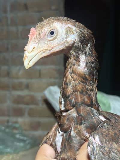 Aseel Patha and Chicks