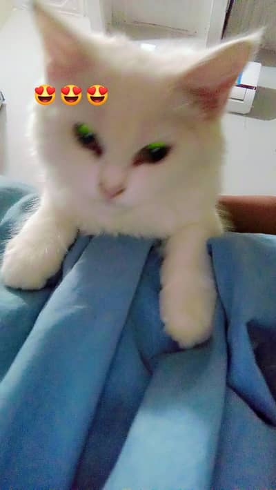 Persian kitten