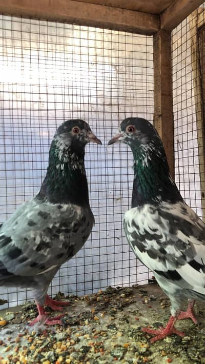 sabaz Chena pair for sale 03078818634