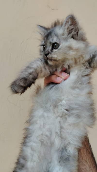 Persian kitten