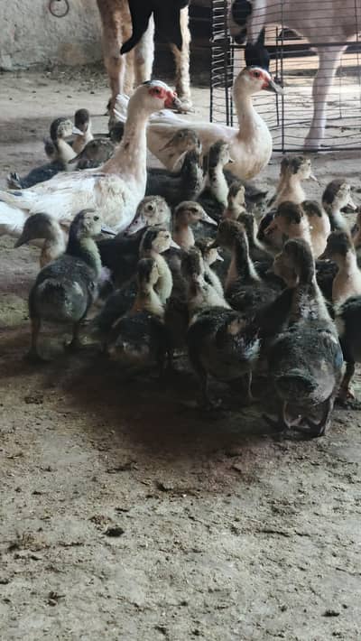 Muscovy ducks nd chicks