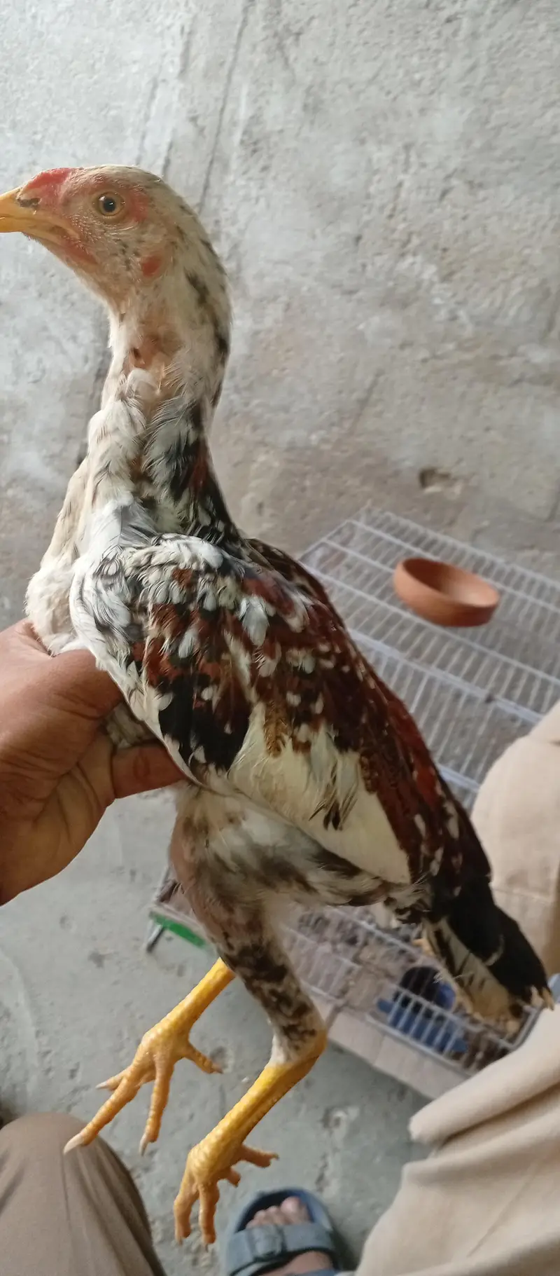 aseel cheena 4 months patha active and disease free in low price