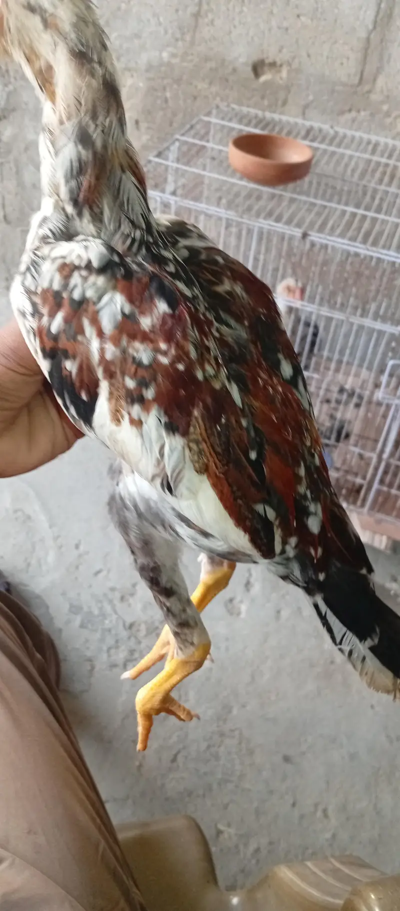 aseel cheena 4 months patha active and disease free in low price — photo 2