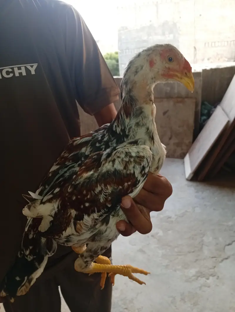 aseel cheena 4 months patha active and disease free in low price — photo 3