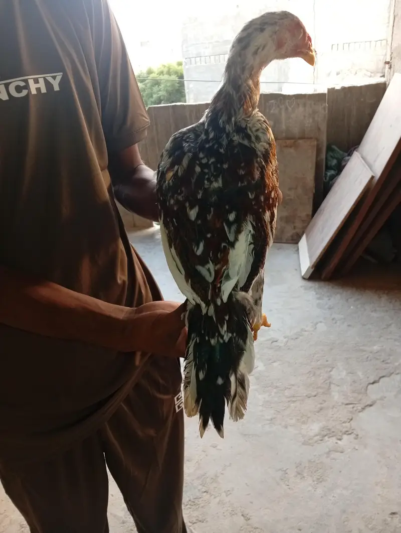 aseel cheena 4 months patha active and disease free in low price — photo 4