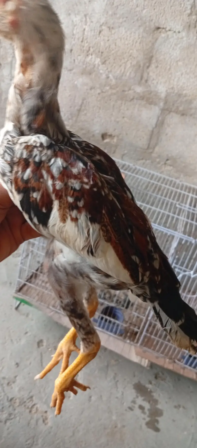 aseel cheena 4 months patha active and disease free in low price — photo 5