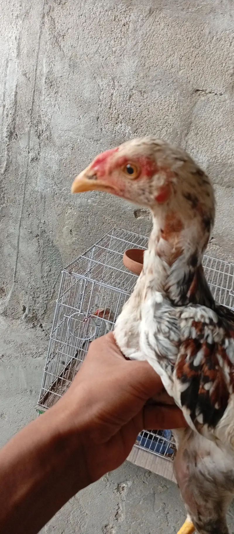 aseel cheena 4 months patha active and disease free in low price — photo 6