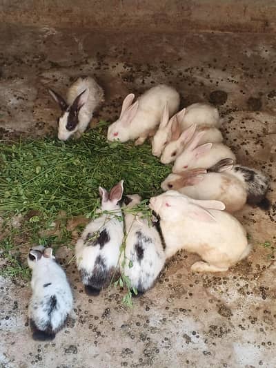 Rabbit for sale