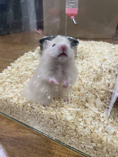 Hamsters for sale