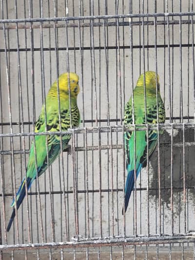 Under Size Australian pair